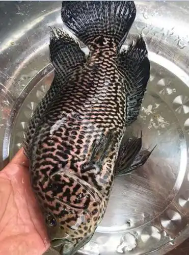 贵州淡水石斑鱼苗|贵州淡水石斑鱼苗批发