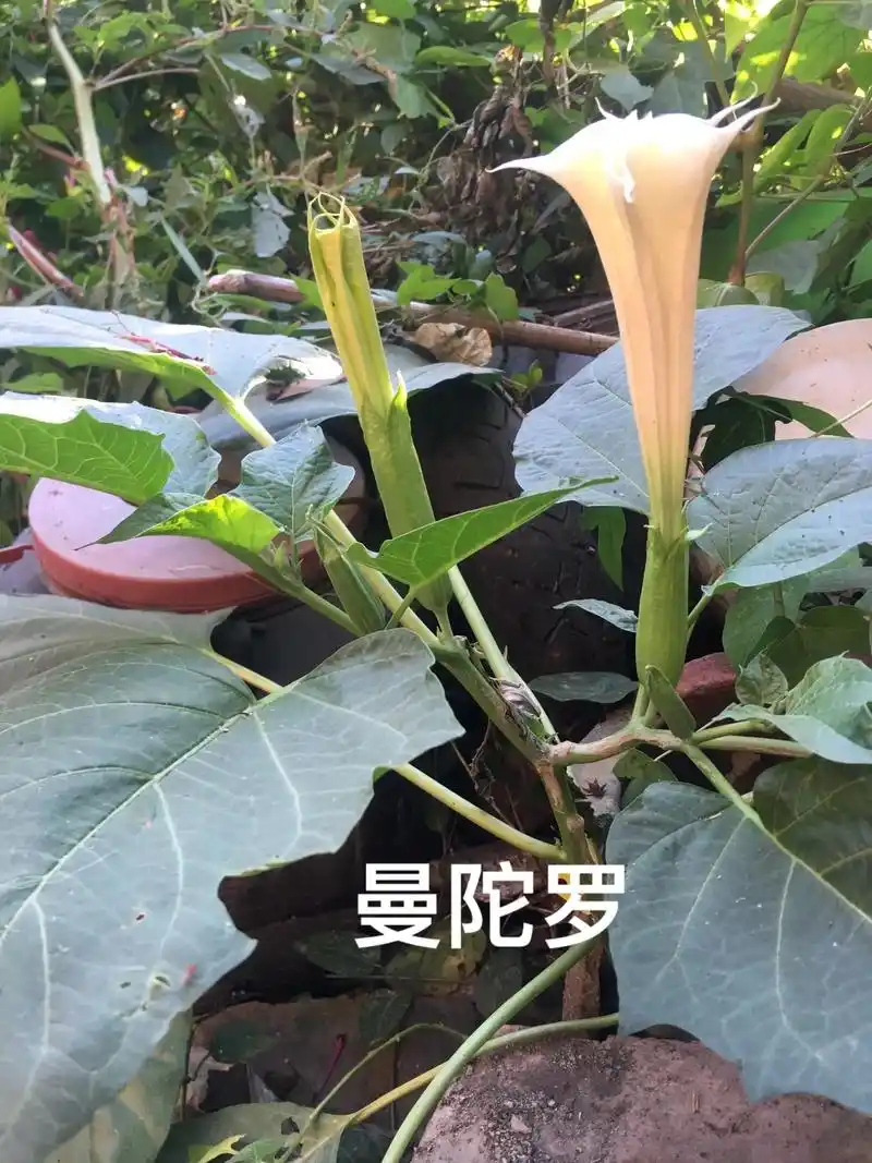 有毒的花花#曼陀罗#谁知道这是什么 #植物科普 #你能叫出它 - 抖音