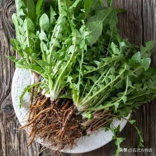 蒲公英是什么样子(正宗蒲公英外形有什么特点)插图10