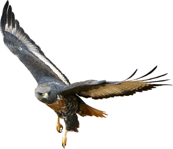雄鹰展翅翱翔高清免扣png大图(10张)