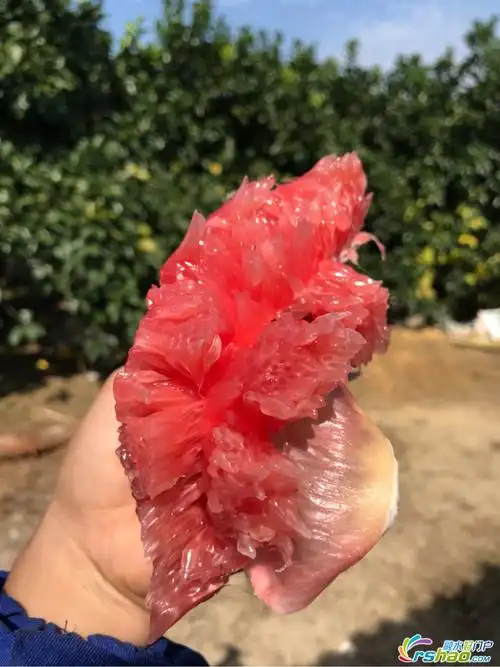 新鲜下树的红心柚