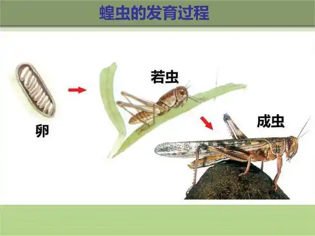 蝗虫属于不完全变态的昆虫.它有三个不同的生长阶段,卵,若虫和成虫.