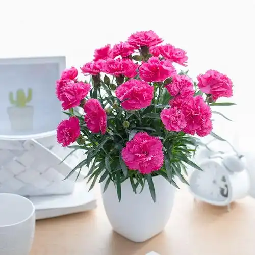 爱必达康乃馨小盆栽母亲节礼物室内客厅阳台花卉康乃馨花苗包邮-tmall
