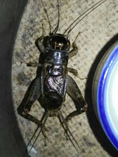 蟋蟀虫王-快手直播