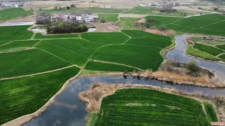 金安区双河镇油菜花开春意浓农事发展正当时