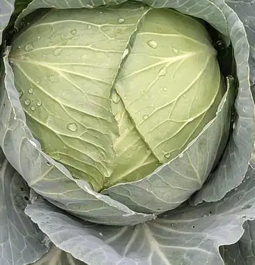 [中甘甘蓝批发]出售平顶连白价格0.25元/斤 - 一亩田