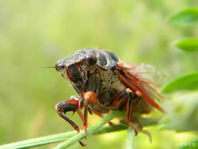 知了_姿势_高清图片_全景视觉
