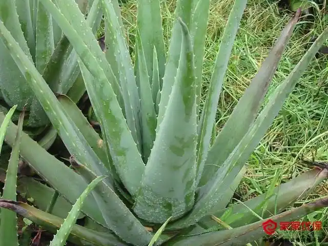 芦荟有毒吗