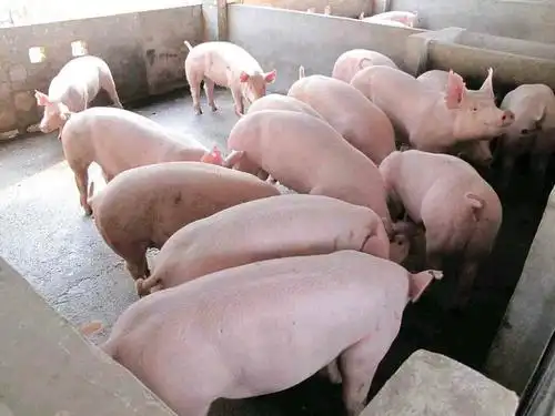 山东省临沂市沂水县供应外三元生猪