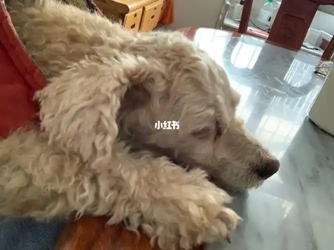 为什么顺德龙江这么多公司不买社保的