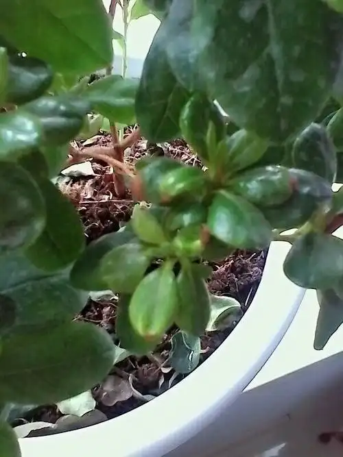 我的杜鹃花,有的叶子黄尖了,干了.是怎么回事?