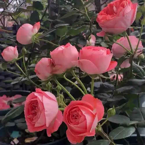 月季扦插苗(诺娃)浓香中苗