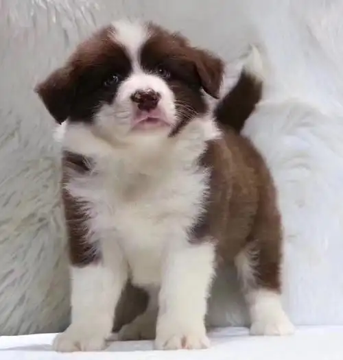 七白到位 智商高 服从性强 纯种边境牧羊犬幼犬出售【看品种品相和