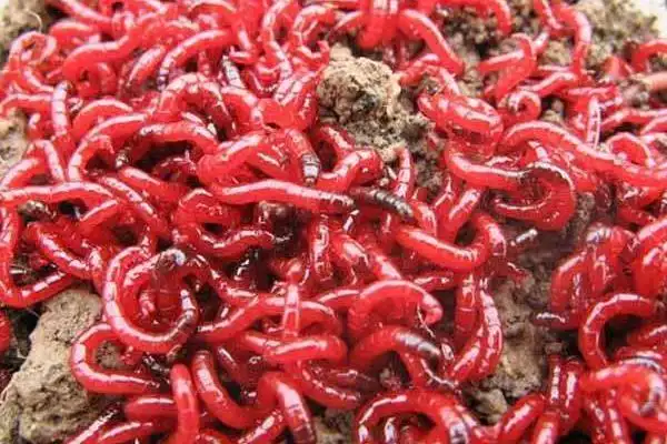 红虫吃什么,附红虫的生活习性及生态作用