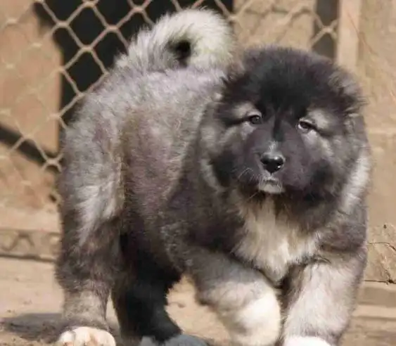 贵州贵阳犬舍出售纯种高加索犬幼犬活体宠物狗狗市场在哪买狗哪有狗狗