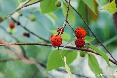 七月,路边的构树结出了红果子