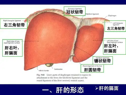 人体断层解剖学-肝和胆囊的断层解剖ppt