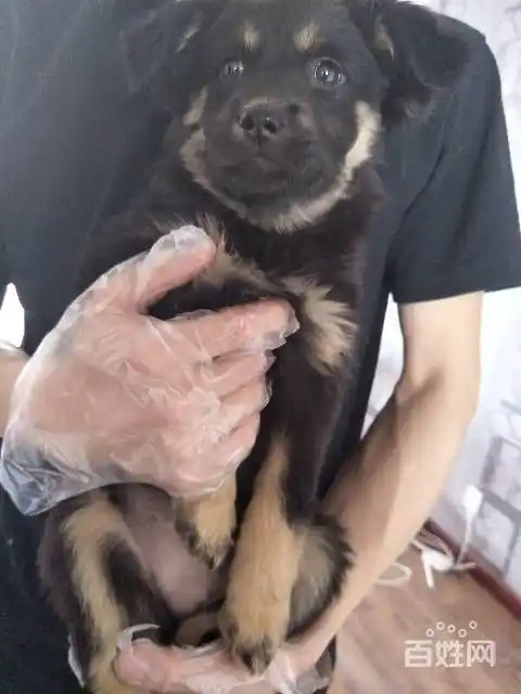 赠送一只三个月大的德牧串串小母狗.