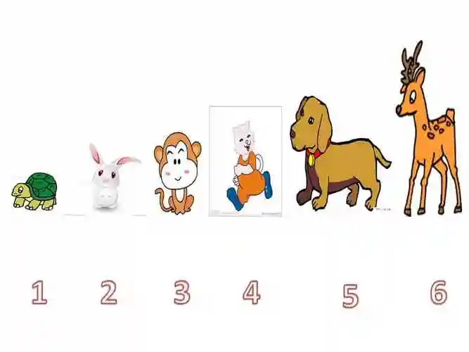 机关幼儿园中班科学小动物排排队ppt课件ppt