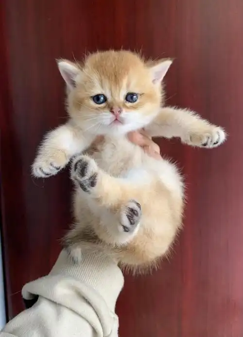 金渐层ny11色弟弟找家长啦满月了坐标山东外地可顺风车可空运