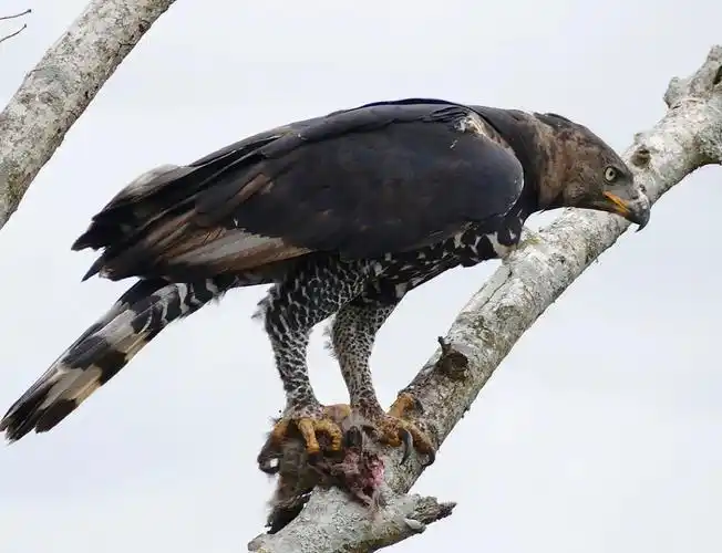 p>冠鹰雕(学名: i>stephanoaetus coronatus /i>):是鹰科,冠鹰雕属的