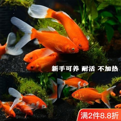 长尾红草金鱼冷水观赏鱼红锦鲫好养耐活小金鱼批发新手练手鱼