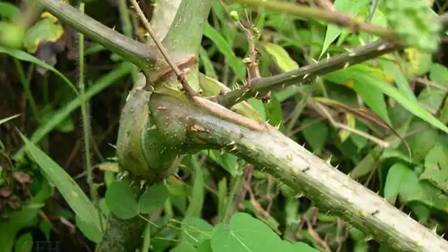 农村这种植物浑身长刺老中医却用它泡酒专治风湿有奇效