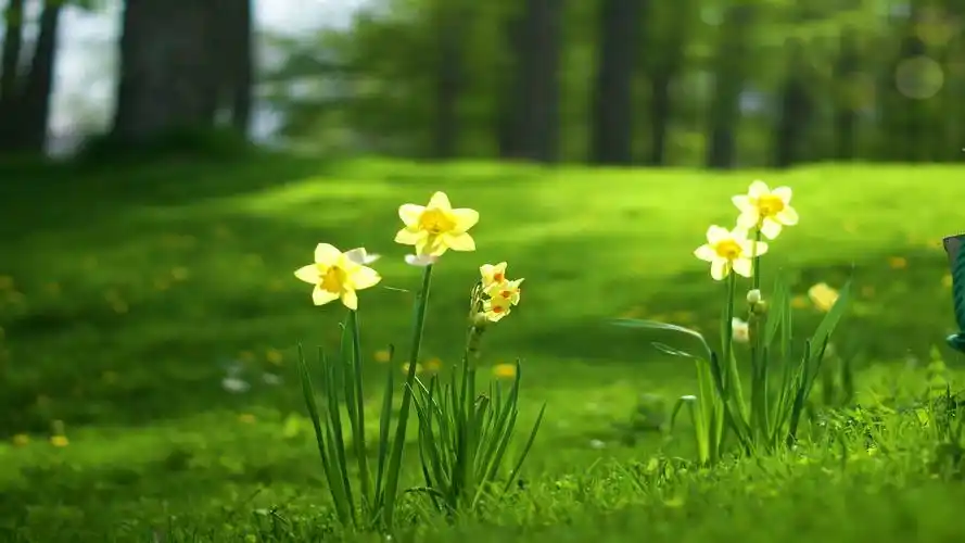 治愈系风景,春天来了!
