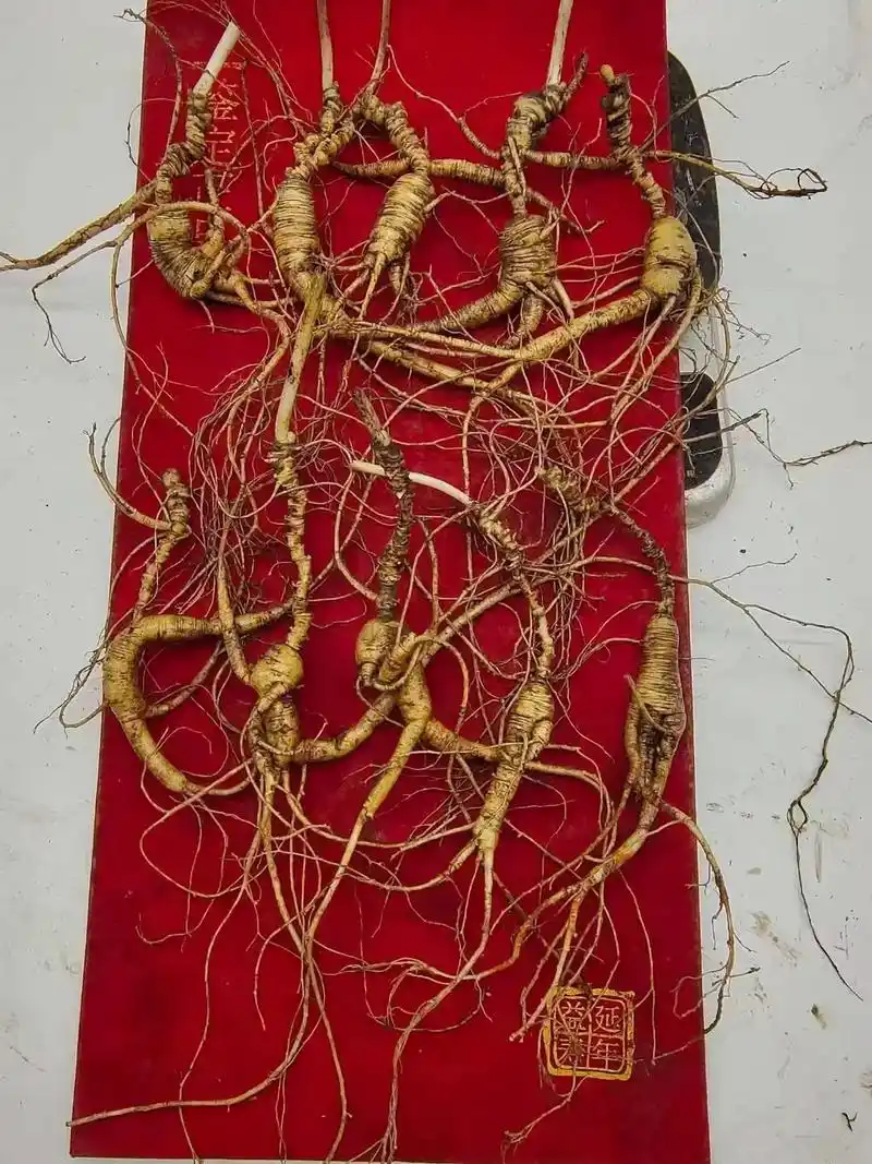 长白山人参.23年份 林下参 野播籽        [礼物 - 抖音