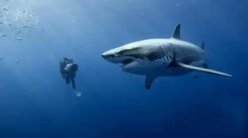 龙王鲸vs巨齿鲨谁更厉害(最强生物巨齿鲨,和海中狩猎者龙王鲸到底谁更