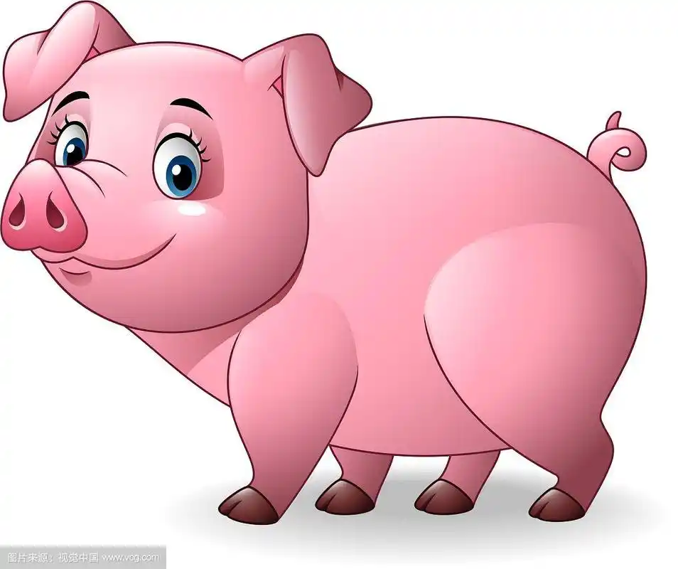 卡通猪孤立在白色背景