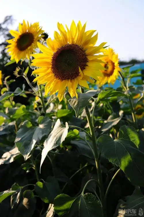 冬天向日葵高清