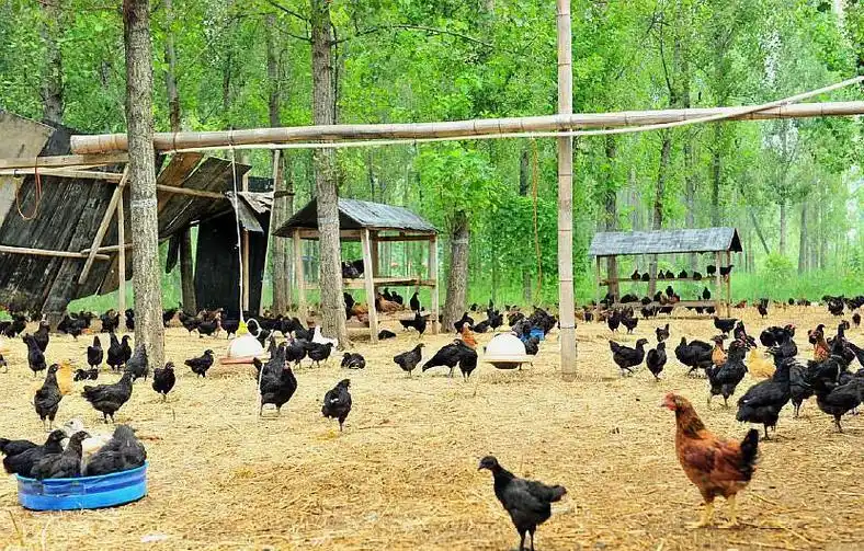 农村"禁养令"生威,这些区域养殖场将面临被禁养,农民早准备!_养殖户