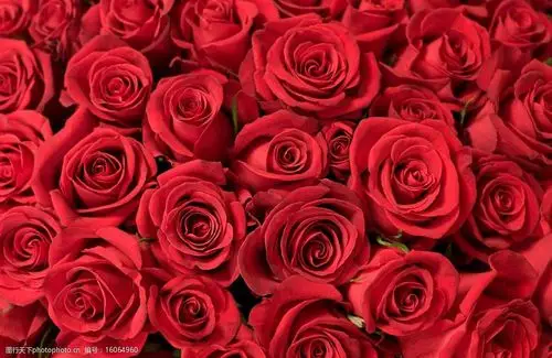 关键词:情人节 玫瑰 玫瑰壁纸 大红色 浪漫 幸福 花草 生物世界 摄影
