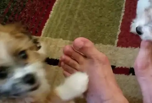 两只狗狗:这脚一点儿也不臭,还有淡淡的肉味,我喜欢吃味道