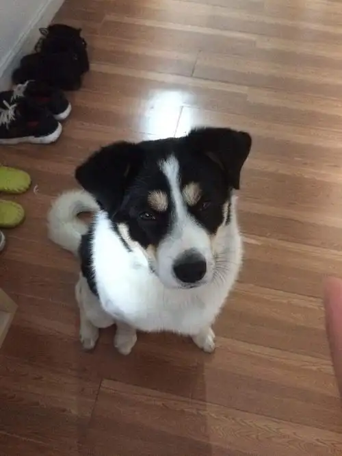 急找丢失的黑白花狗