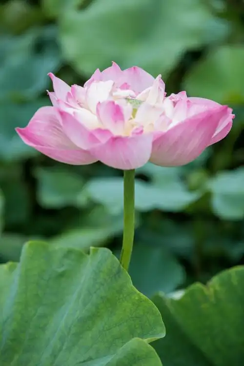 高清大图西昌邛海湿地夏日荷花大赏哪朵最美你说了算