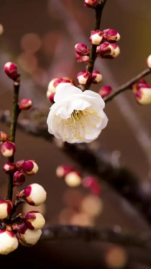 白梅花,树枝,春天 750x1334 iphone 8/7/6/6s 壁纸,图片,背景,照片