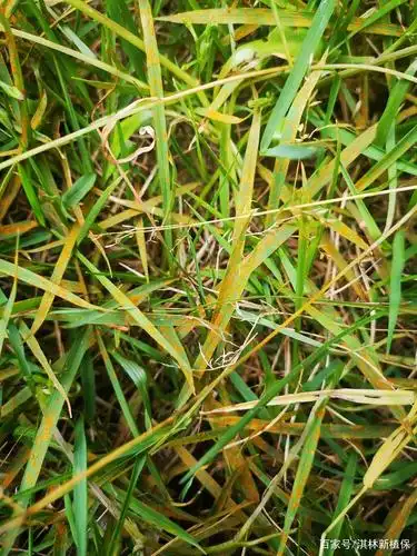 草坪草叶片变黄,整体"生锈"?哪些方式来拯救草坪?