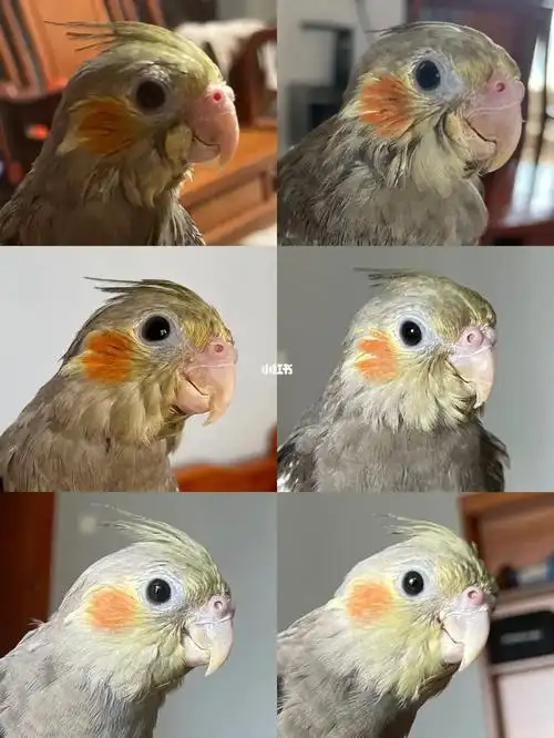 原始灰玄凤进化史变脸日记