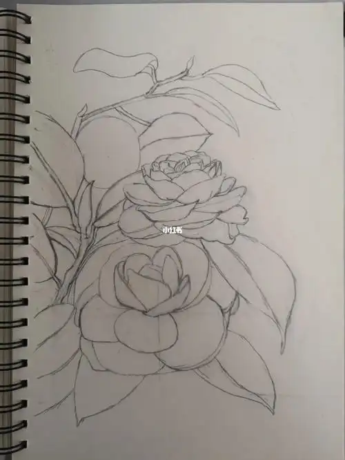 122山茶花小白自学钢笔画20221021