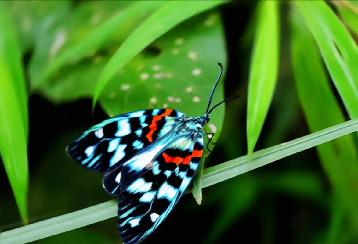 每天认识一种昆虫——华庆锦斑蛾 华庆锦斑蛾,是鳞翅目,斑蛾科昆虫.