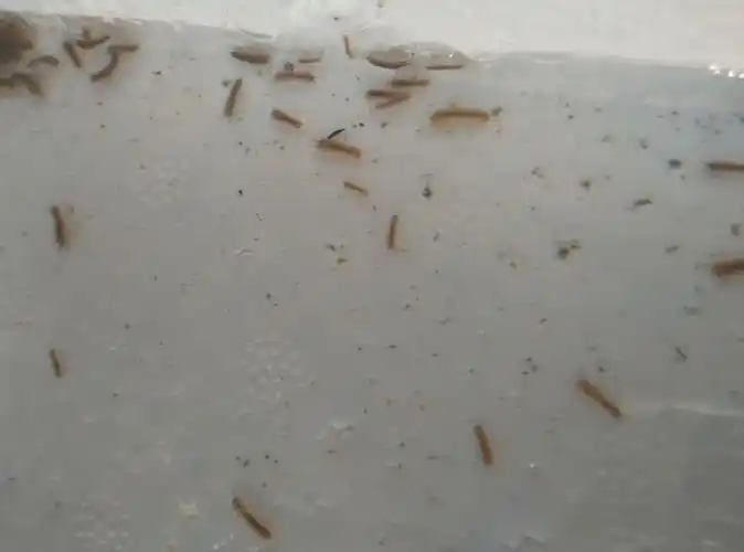 乡下井里有很多虫子,不知道用这种水对人体的健康有没有害