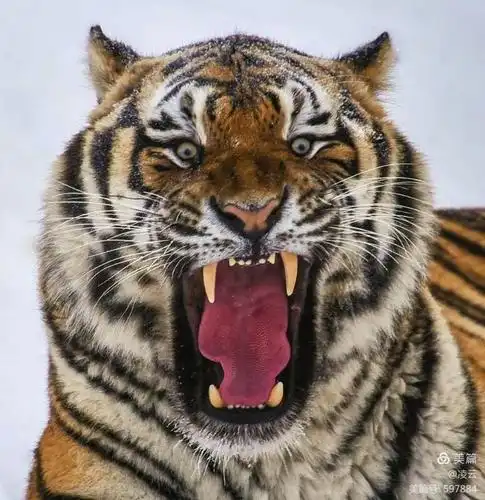 正面一面目狰狞