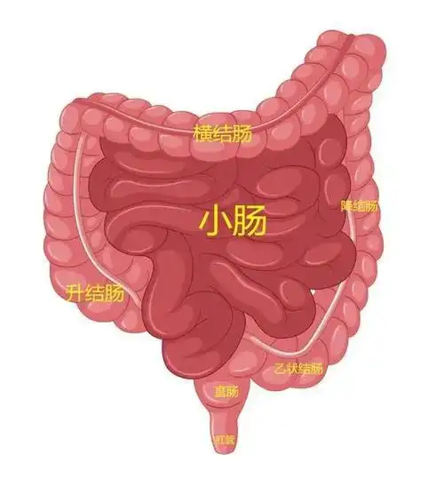 十二时辰养生之未时|小肠经|膀胱经|俞穴|大肠_网易订阅