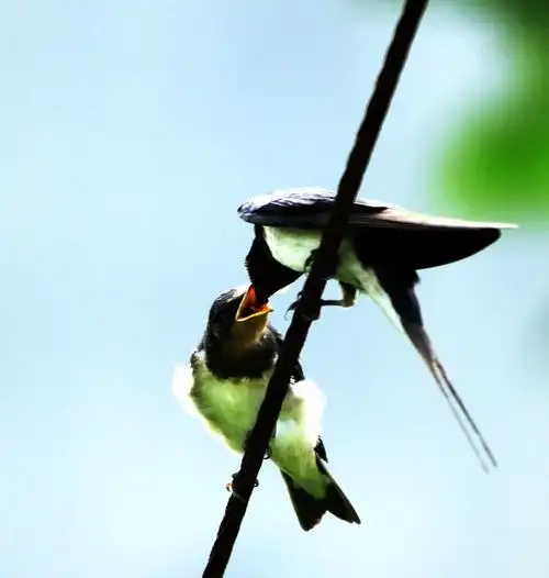 春天的声音是燕子掠过的声音;春天的声音是梨花轻泣的声音; 02春天