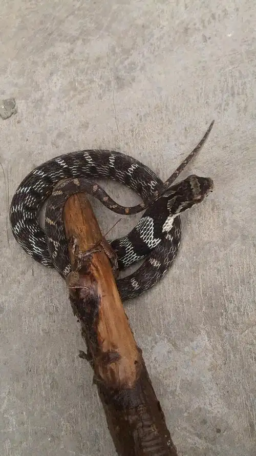 这是什么蛇?湖北西部捉的