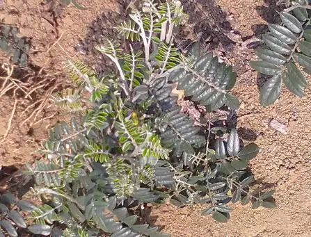 山豆根的栽培技术