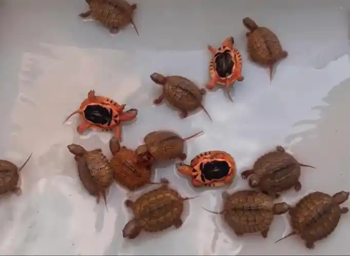 2022金钱龟出壳啦