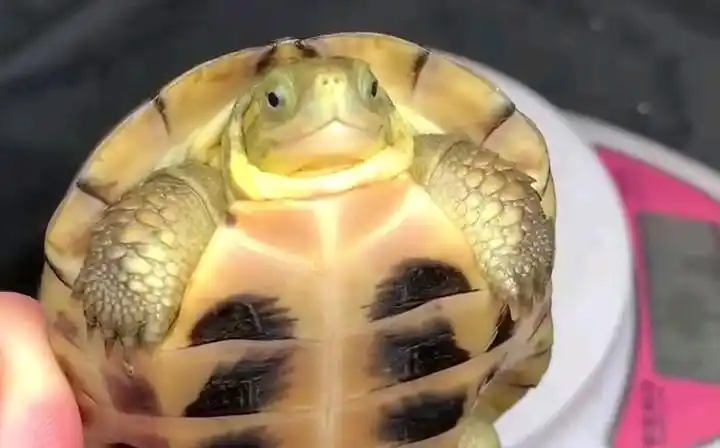 刚下单的微笑黄喉,期待下